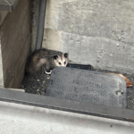 I wanted to build vertical SaaS for pest control. I took a technician job instead.