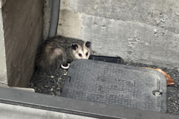 I wanted to build vertical SaaS for pest control. I took a technician job instead.