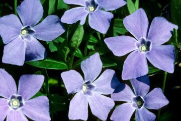 Periwinkle is making self-hosted social media on Bluesky’s AT protocol even easier