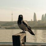 Wild Crows in Sweden Help Clean Up Cigarette Butts